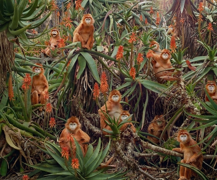 large-simen_johan-untitled-174-red_monkeys