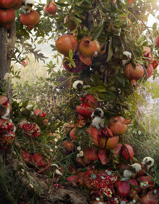 large-simen_johan-untitled-176-pomegranates